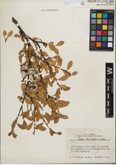 Foto von Salix kitaibeliana Willd.